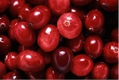 蔓越莓Cranberry (Vaccinium Macrocarpon)