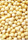 大豆Soybean (Glycine Max)