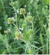 可溶纖維Soluble Botanic Fiber