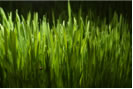 大麥Wheat (Triticum Durum)