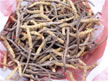 蟲草Cordyceps (Cordyceps Sinensis Sacc）