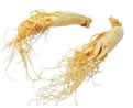 人蔘Ginseng (Panax Ginseng C.A. Meyer)